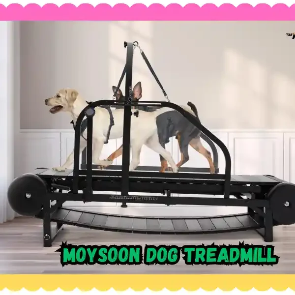 Moysoon Dog Treadmill: Keep Your Dog Active Indoors! taekwondoking